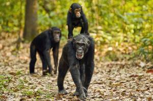 Wild Chimpanzees in Mahale Mountains