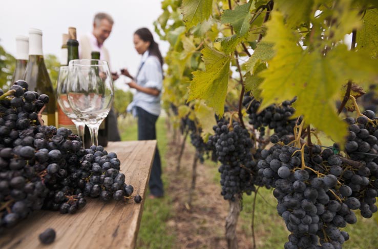 New Zealand's Wine Trail