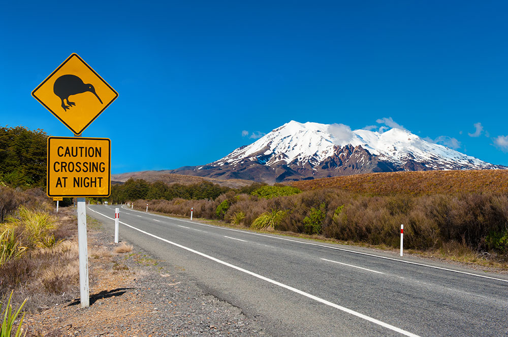 Wild Adventures in New Zealand