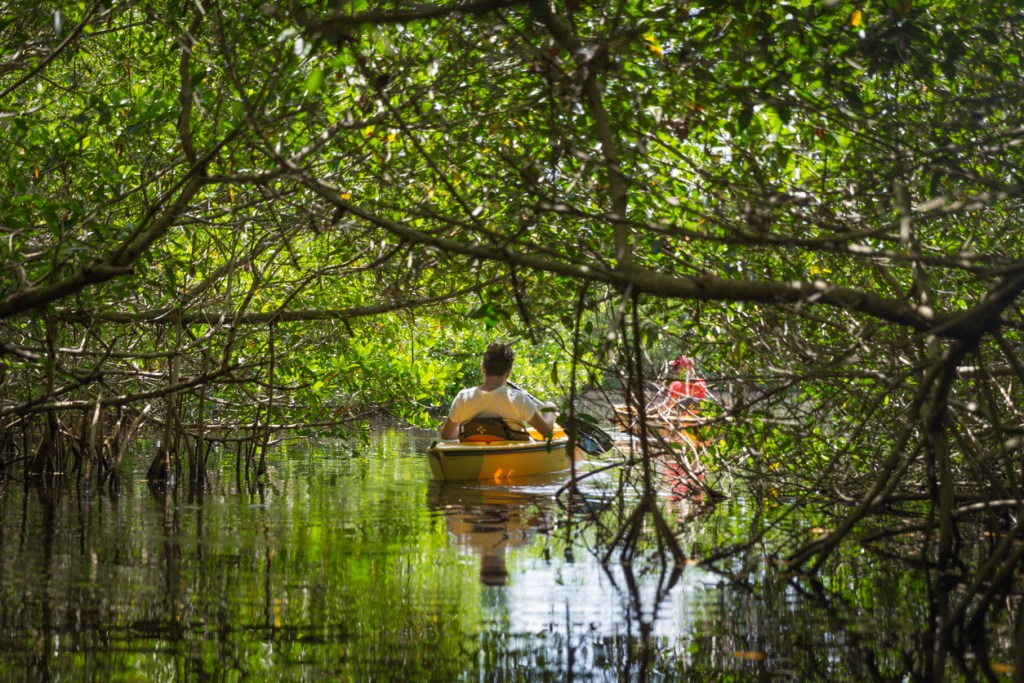 Tourist kayaking in mangrove forest in Everglades, Florida, USA