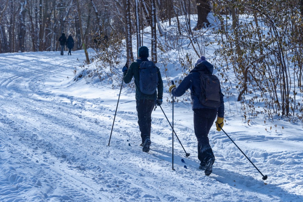 Cross country skiers in the Mont Royal Park in winter.