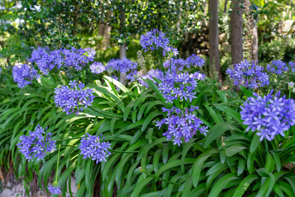 Agapanthus africanus flowers