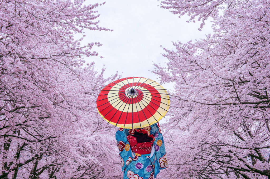Cherry Blossom in the Spring