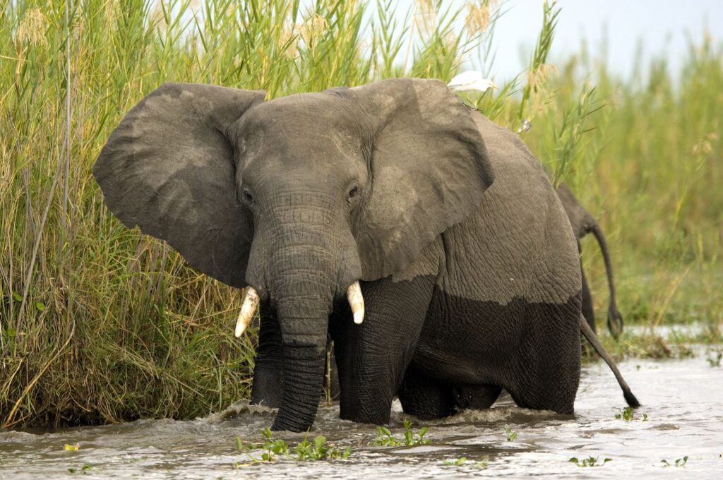 Malawi Elephants