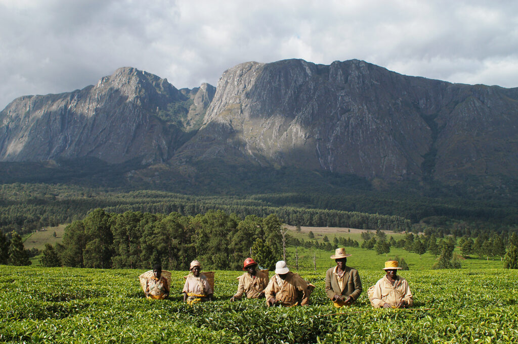 Picking Tea in Malawi