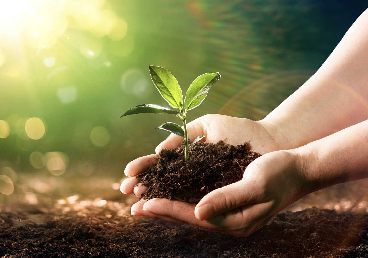 A tree being planted in a forest